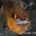cardinalfish_goldbelly_bhr_tam_h_0294_bal6139.jpg